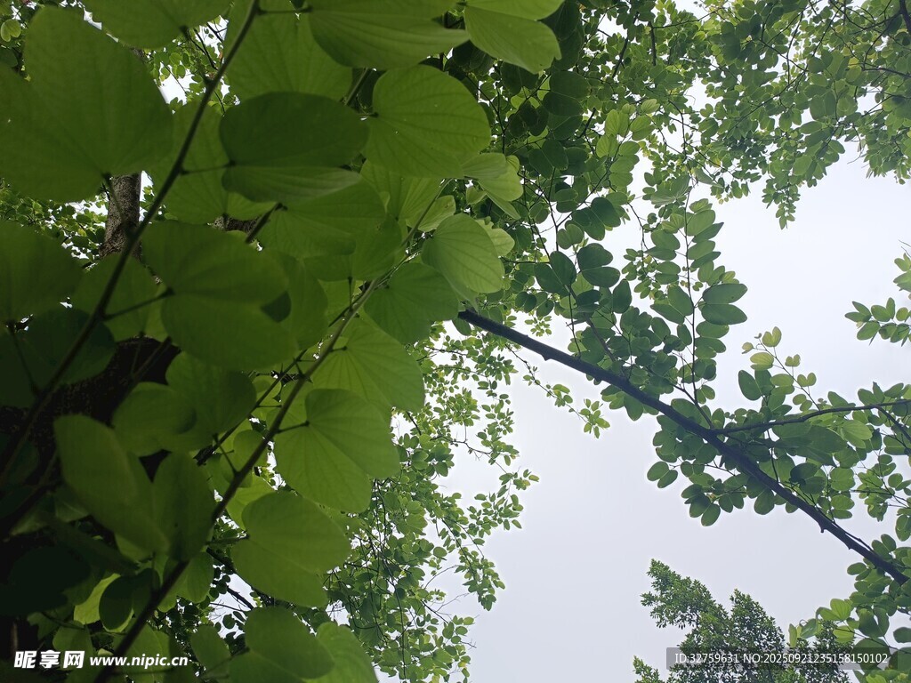 仰视葱郁繁茂的绿树