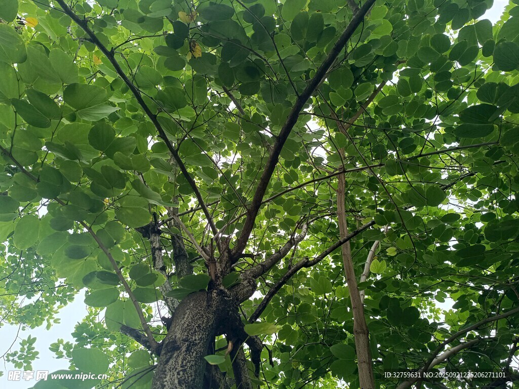 仰视葱郁大树