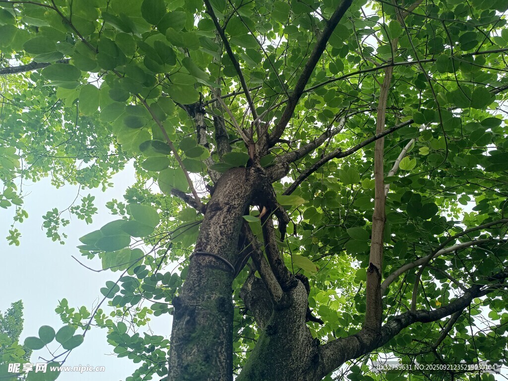 仰视葱郁大树