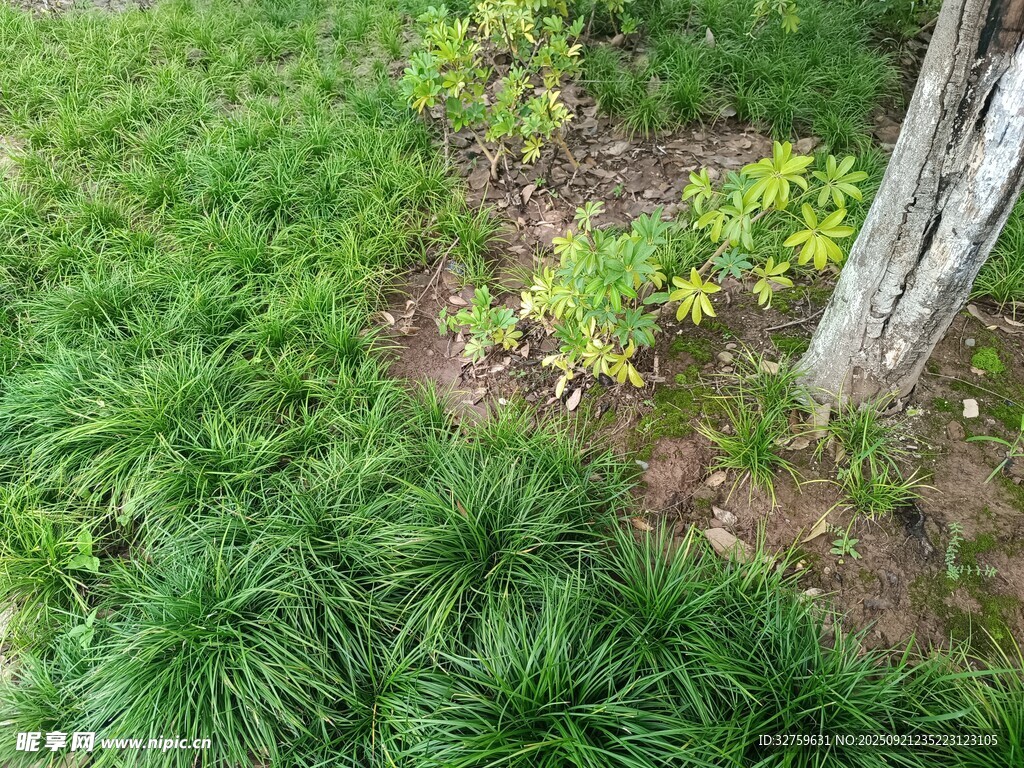 树下绿植景观