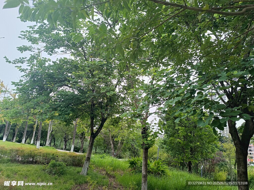绿意盎然的林间景致