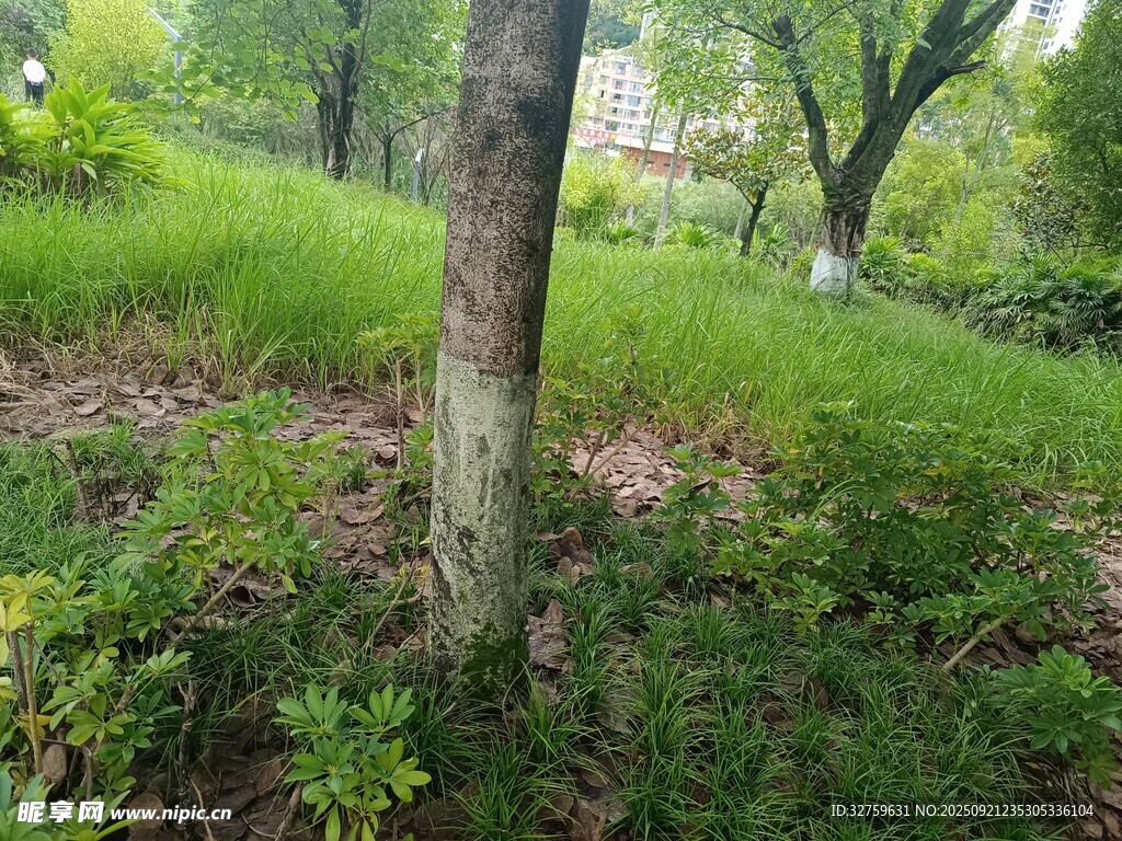 绿意盎然的林间草地