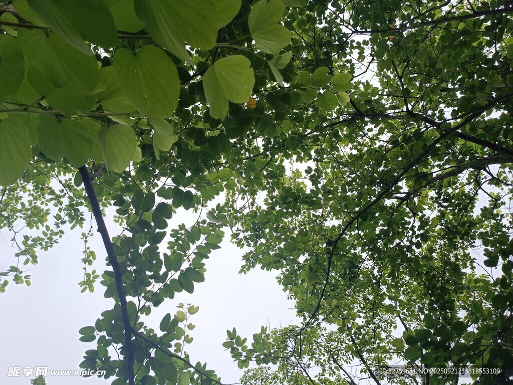 仰视繁茂绿树