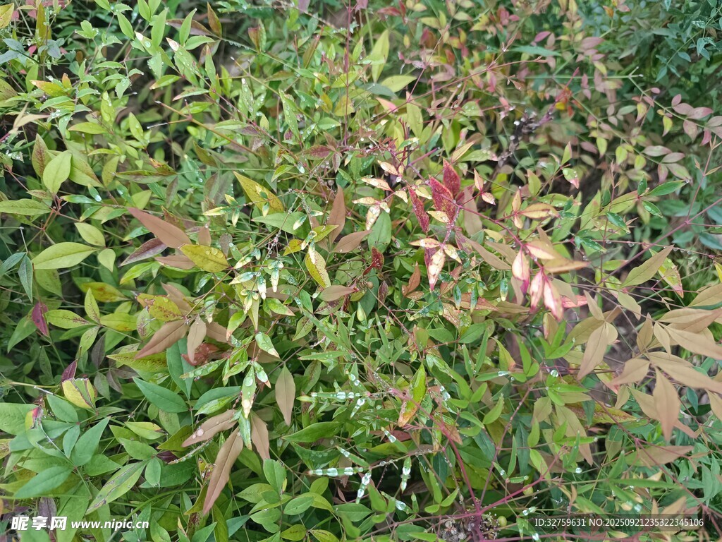 绿叶繁茂的植物景象