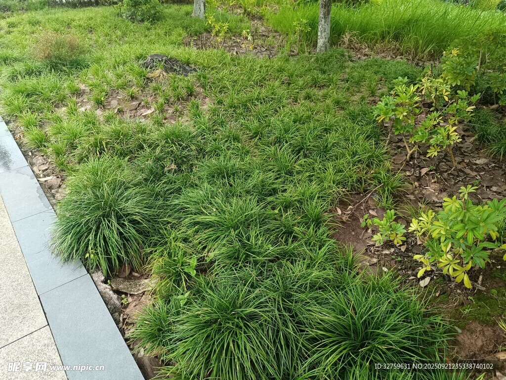 路边绿植景观