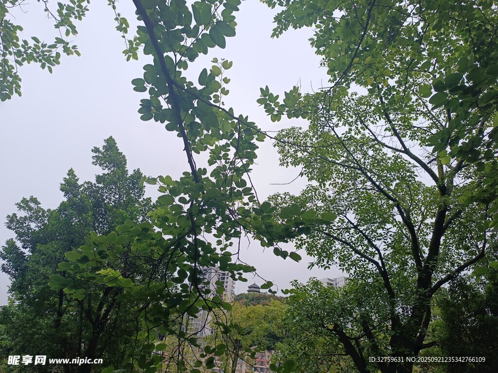 绿树成荫的自然景象