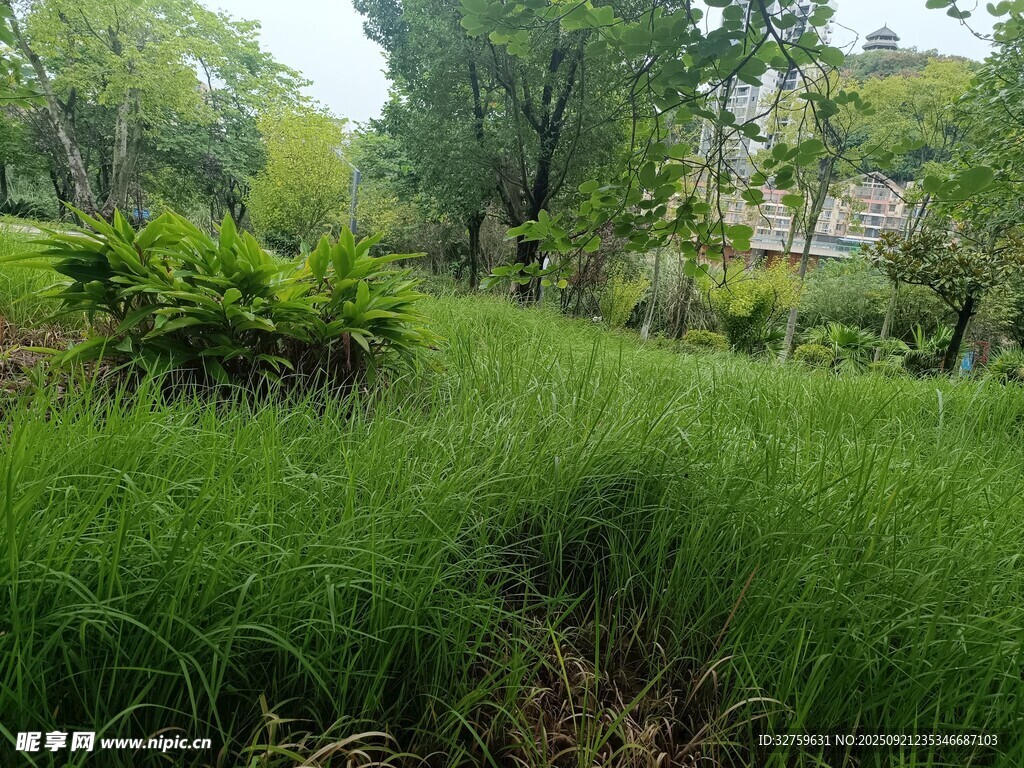 绿意盎然的林间草地