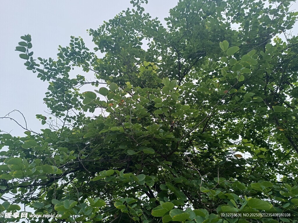 繁茂绿树