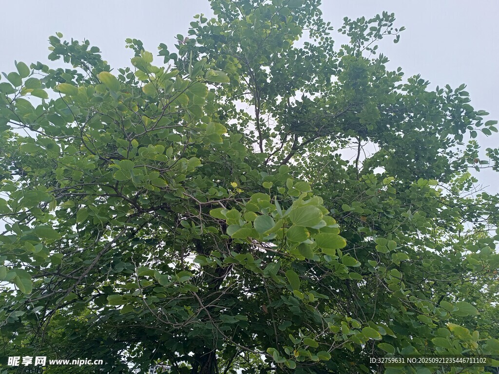 繁茂绿树