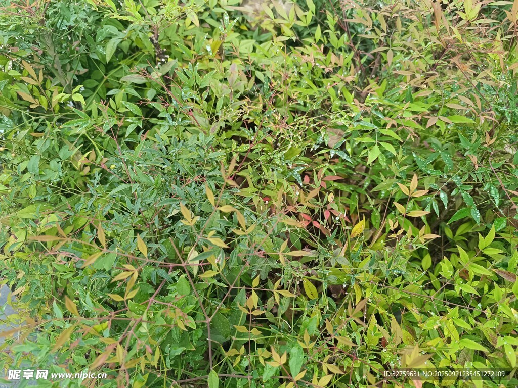 繁茂绿植景观