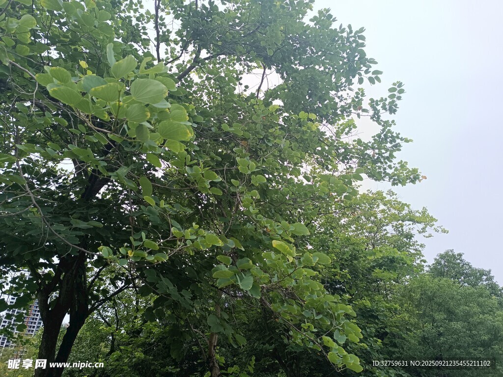 夏日葱郁树林景观