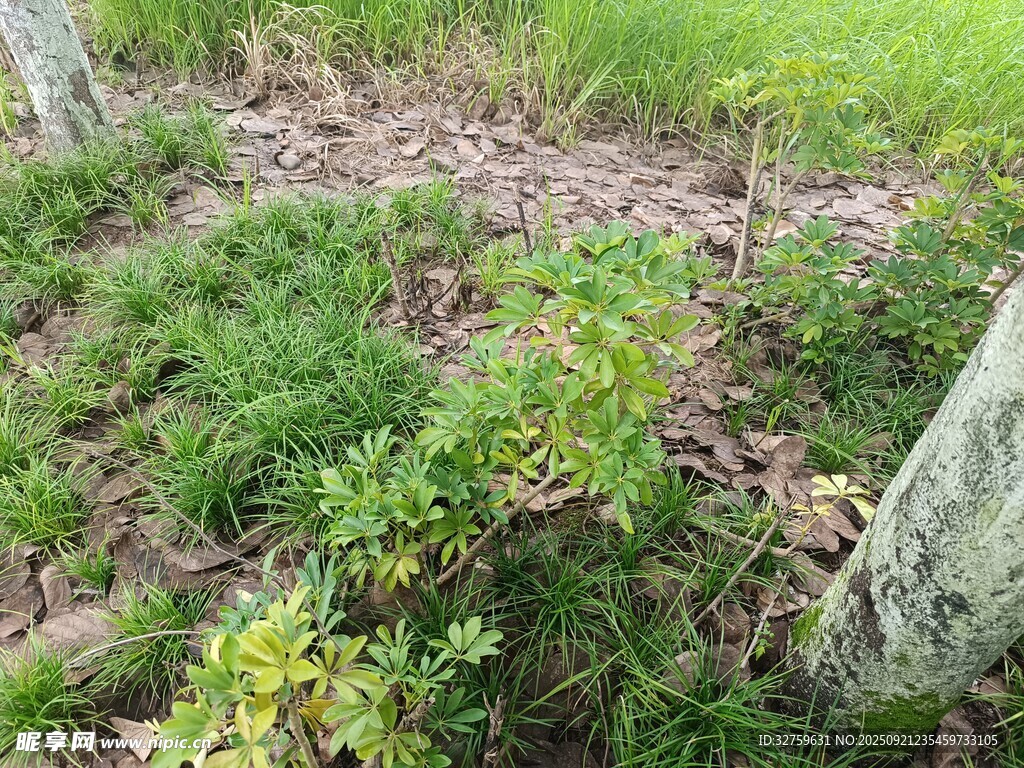 野外丛生的绿色植物