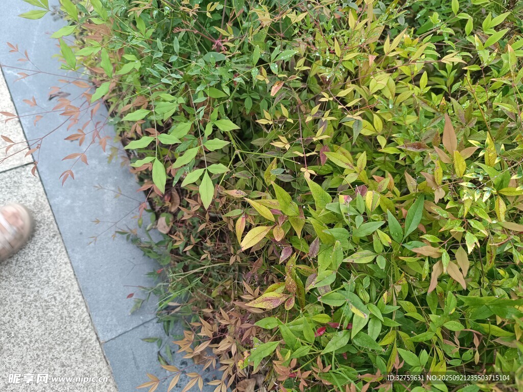 路边多彩绿植景观