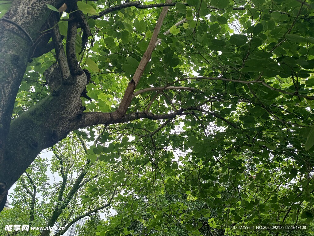 仰视繁茂绿树的景象