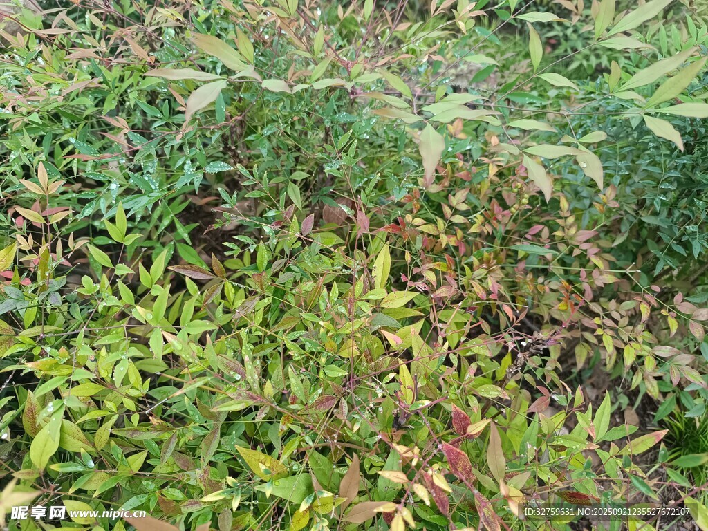野外繁茂的多彩植物景观