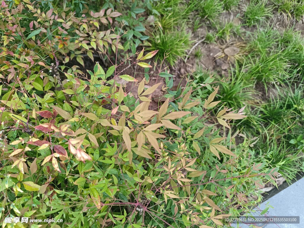 路边多彩植物景观