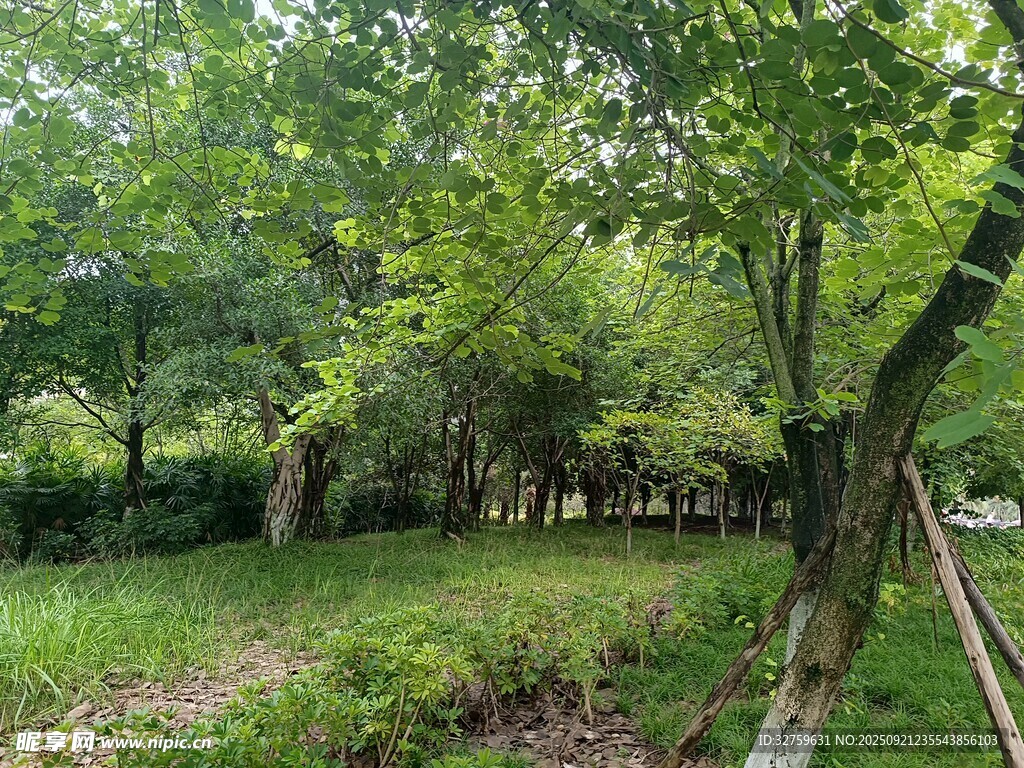 绿意盎然的林间草地