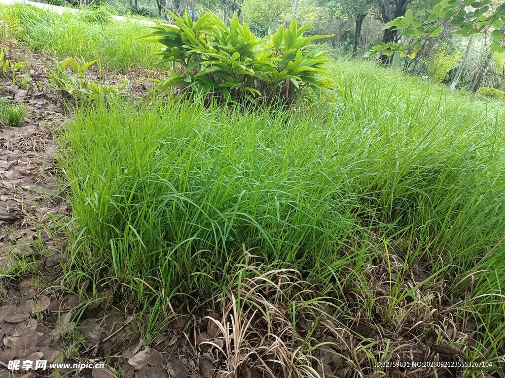 野外葱郁草地景观