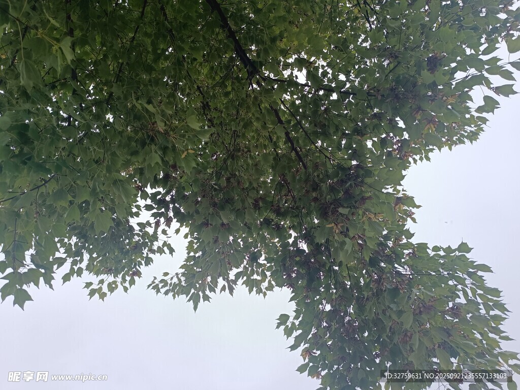 仰视繁茂绿树树冠
