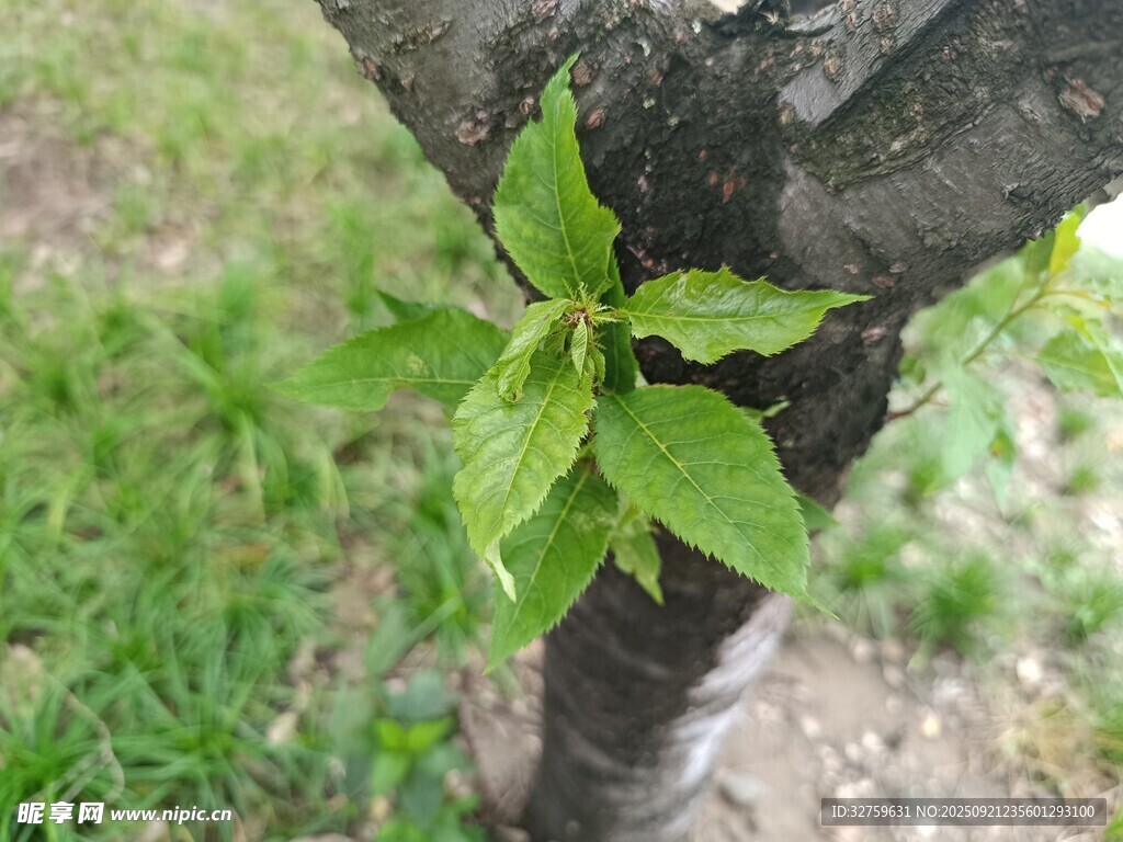 树干旁新生的嫩绿枝叶