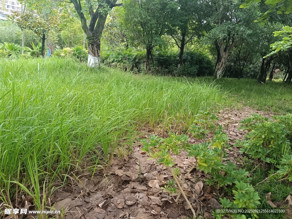 绿意盎然的林间草地