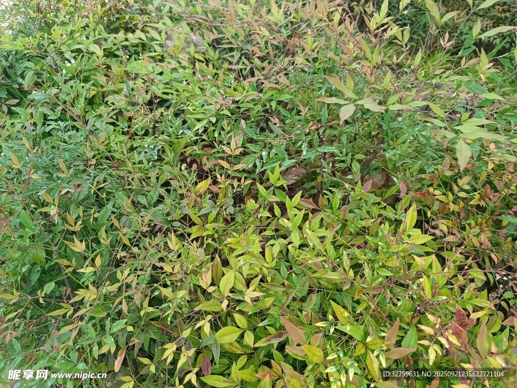 繁茂绿植景观