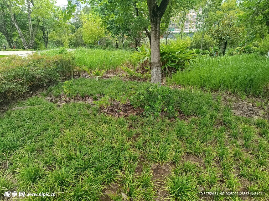 绿意盎然的户外草地景观