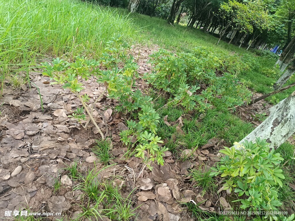 野外草地与零星植物景观