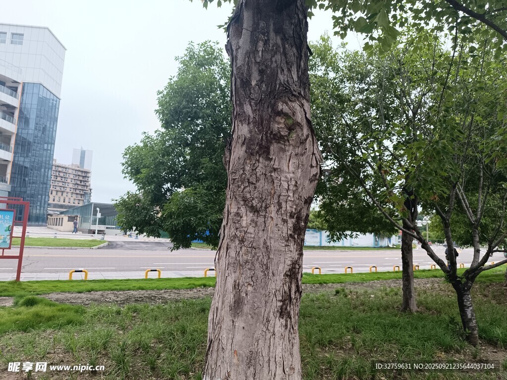 城市中路边的一棵大树