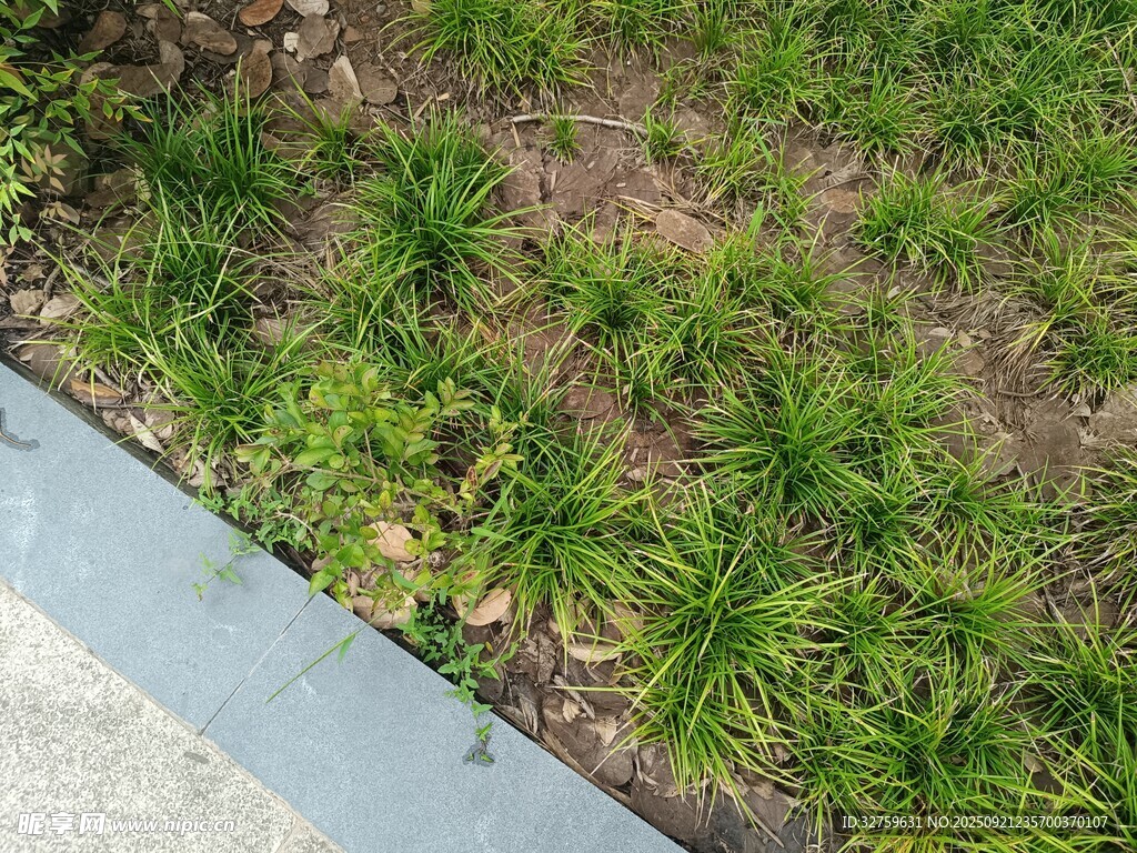 路边嫩绿小草生机盎然