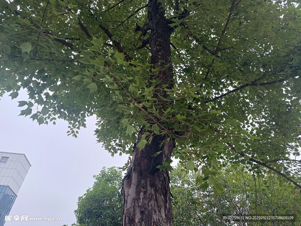 高大繁茂的绿树