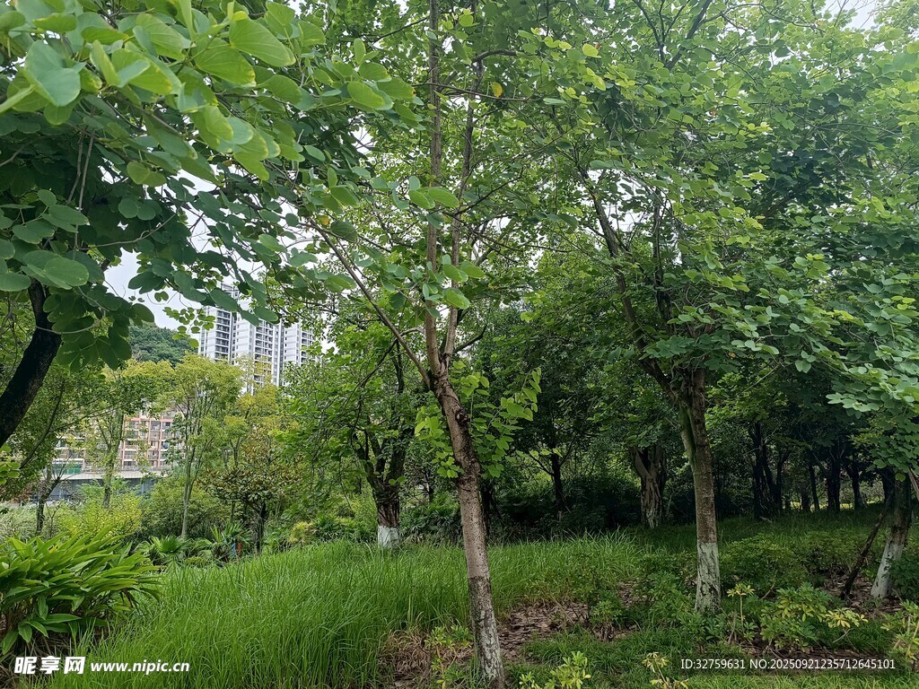 绿意盎然的树林景观