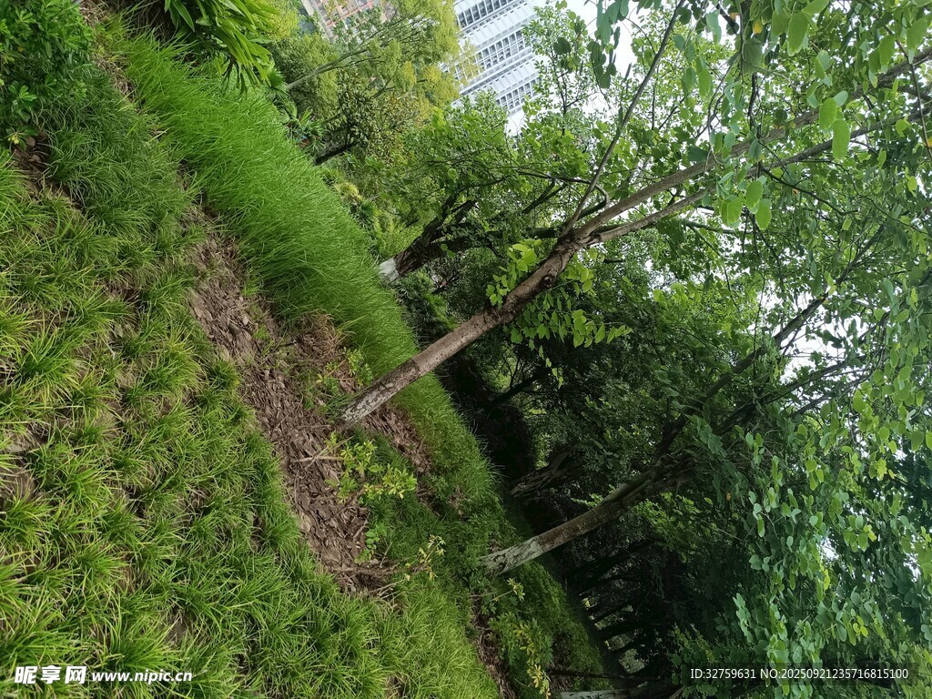 绿意盎然的户外植物景象