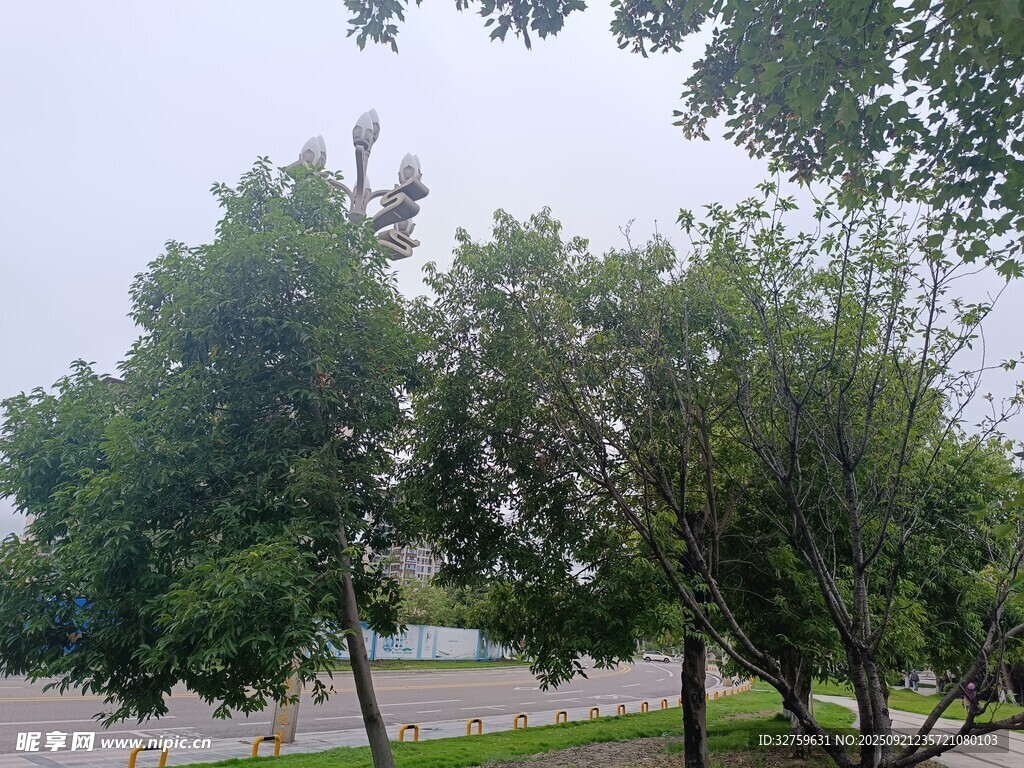 路边绿树成荫的景象