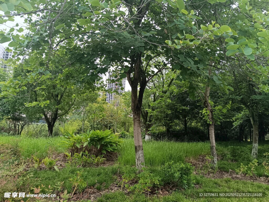 绿意盎然的树林景象
