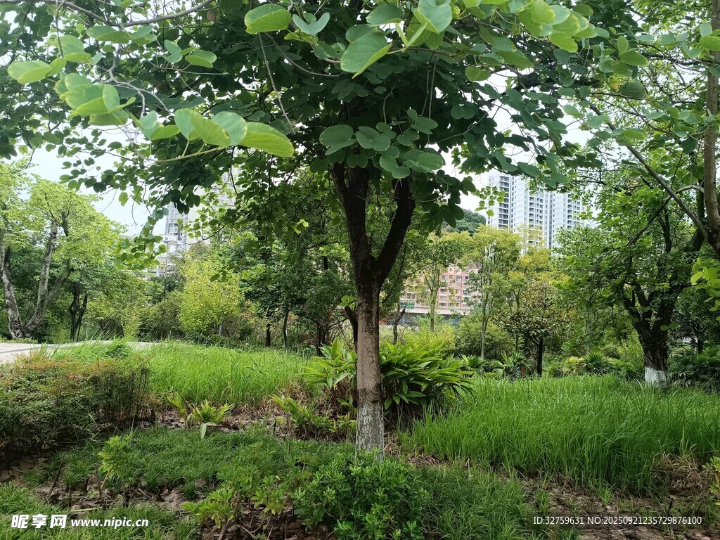 绿意盎然的林间景致