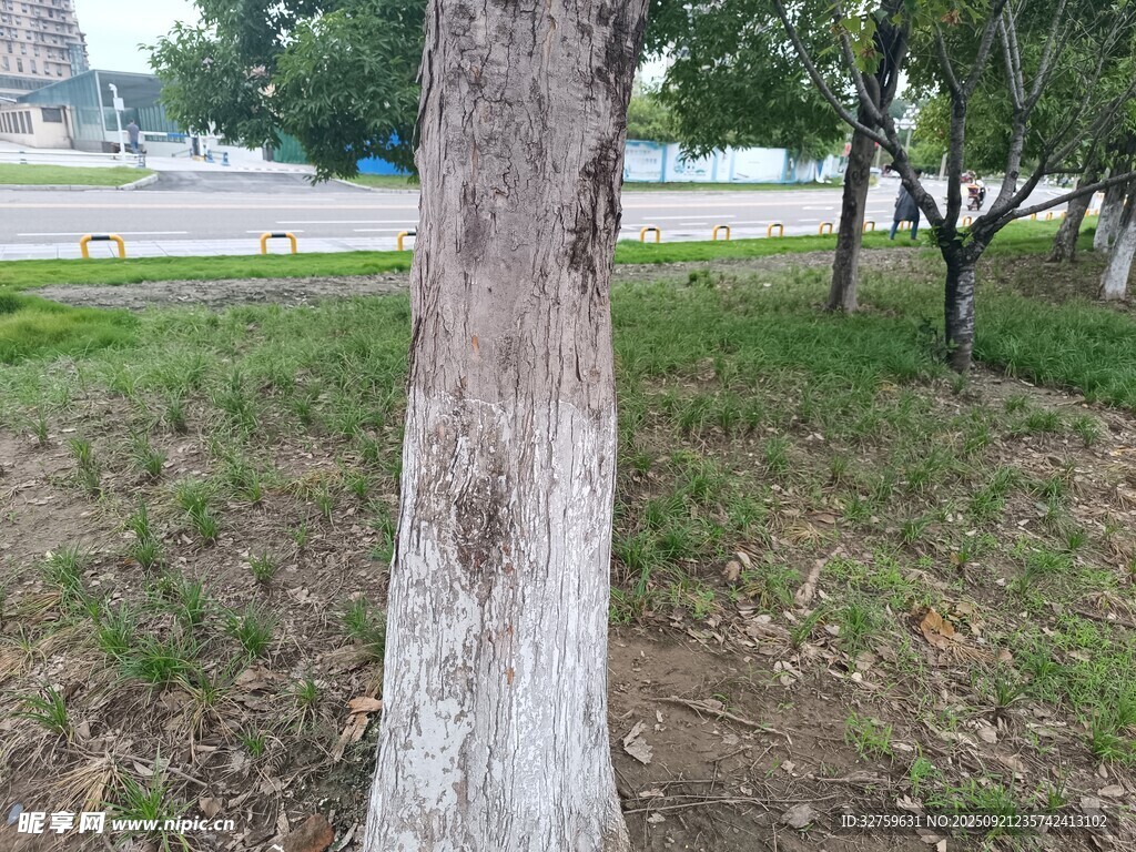 路边树干及周边草地景象