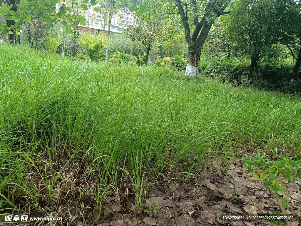 绿意盎然的草地与周边树木