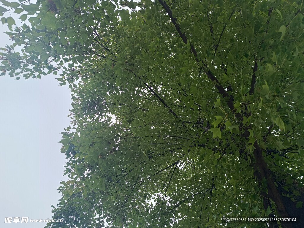 仰视葱郁大树