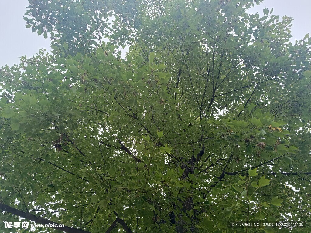 繁茂绿树