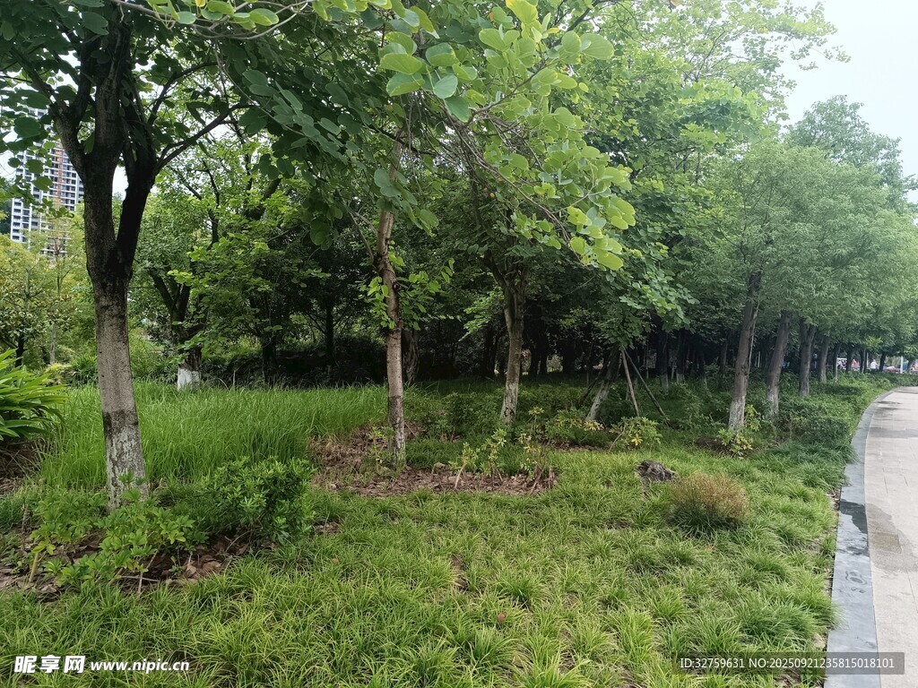 林间小道旁的葱郁绿植