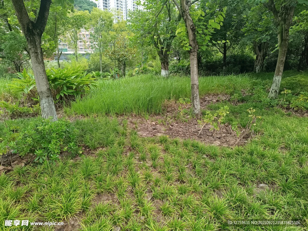 林间绿意盎然的自然景致