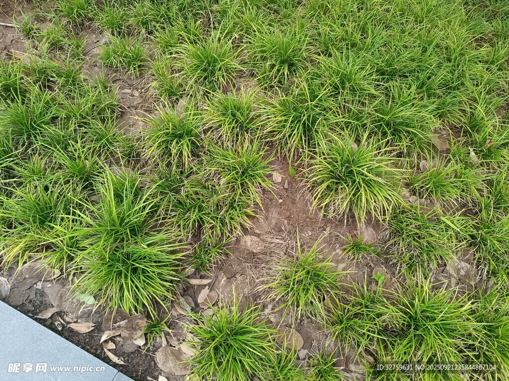 俯瞰绿意盎然的植物群落