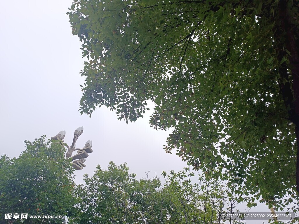 仰视茂密树林中的天空
