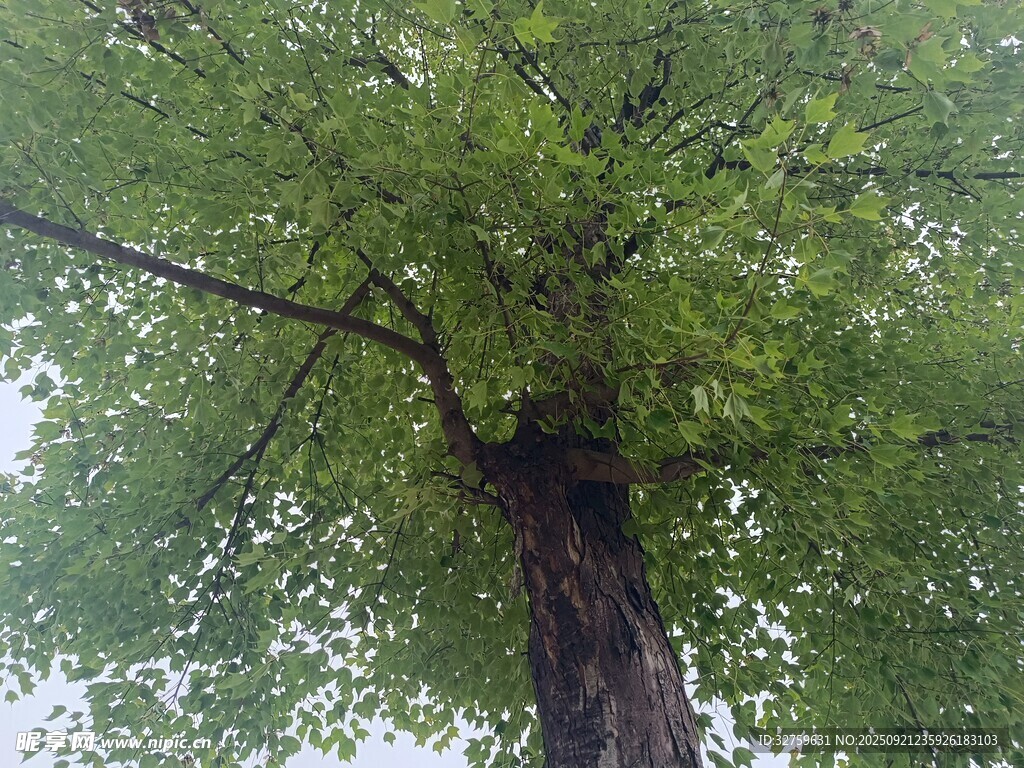 高大繁茂的古老银杏树