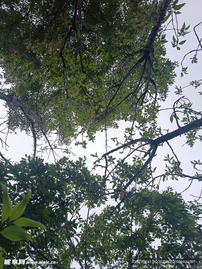 仰视茂密树林枝叶