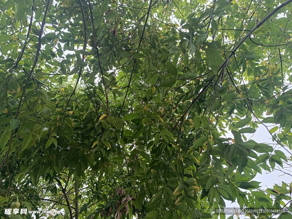 繁茂绿叶