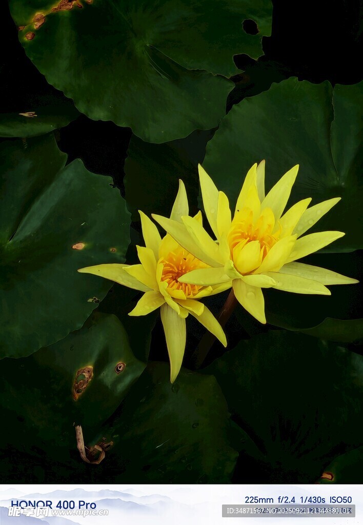 两朵黄色睡莲绽放