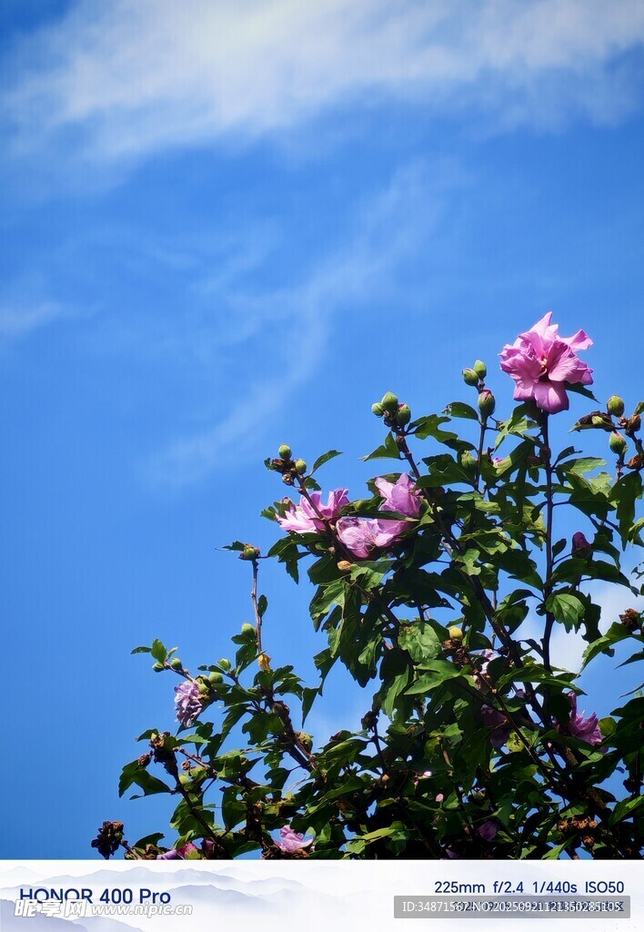 蓝天映衬下的娇艳粉色花朵