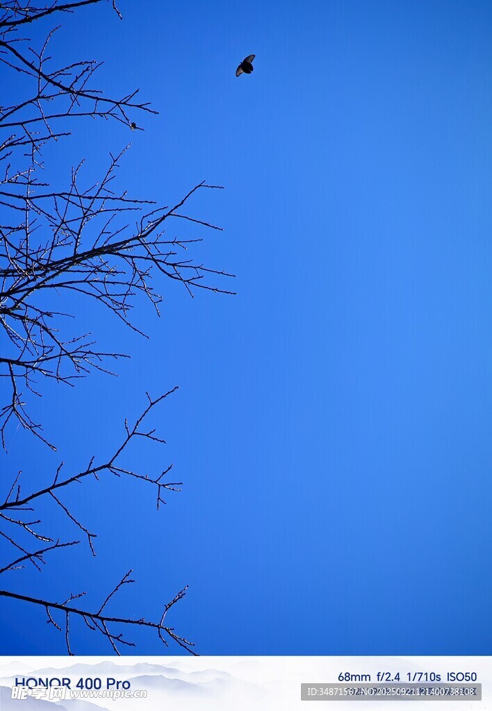蓝天枯枝上蝴蝶